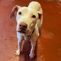 THENA PAA24056, chienne à adopter