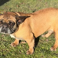 Spoon CAA14578, chienne à adopter