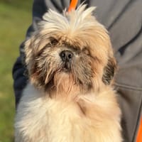 Patachon CAA14582, chien à adopter