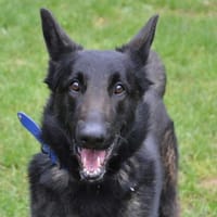 ENZO CHAO, chien à adopter