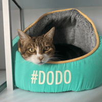 Minette, chatte à adopter