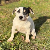 Naya CAA14575, chienne à adopter