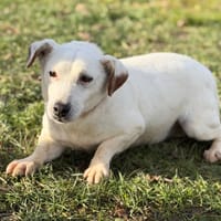 Owen CAA14574, chien à adopter