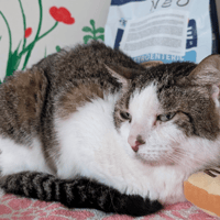 NEO, chat à adopter