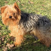 Uno CAA14581, chien à adopter