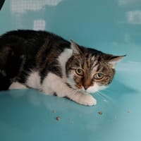 PUPUCE, chatte à adopter