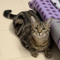 Flash CAB5084, chat à adopter