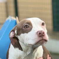 BABOUCHE, chienne à adopter