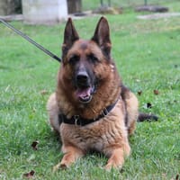 Othello, chien à adopter