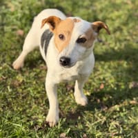 Francinette CAA14573, chienne à adopter