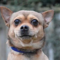 CLEO CHAO, chien à adopter