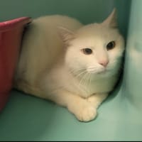 Gudule, chatte à adopter