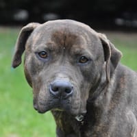 TIKITA CHAO, chienne à adopter