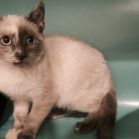 Ilou, chatte à adopter