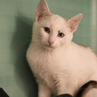 Amao, chatte à adopter