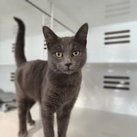 ROMEO, chat à adopter