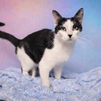 PANDA, chat à adopter