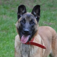 AJAX CHAO, chien à adopter