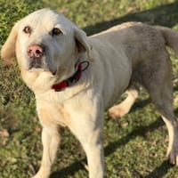 Mattew CAA14580, chien à adopter