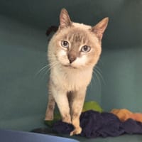 GUYZMO, chat à adopter