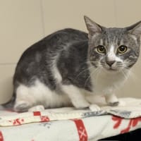 Snow CAB5082, chat à adopter