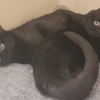 SALEM PAB28436, chat à adopter