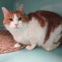 POMPON, chat à adopter