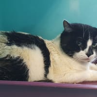 MIMINE C, chat à adopter