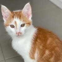 Simon, chat à adopter