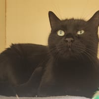 PAB28400 Chocolat, chat à adopter