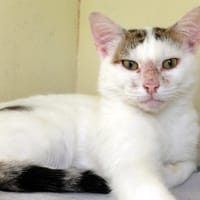 Duchesse PAB28021, chatte à adopter