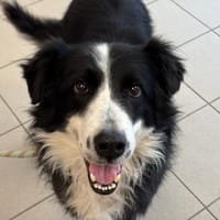 Pat'douce, chien à adopter
