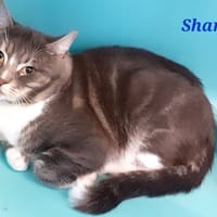 Shams, chat à adopter