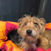 GOLIATH, chien à adopter