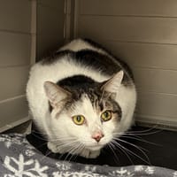 LOUKY, chat à adopter