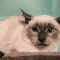 Zaou, chat à adopter