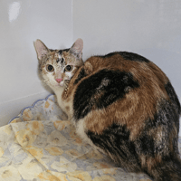 Inaya, chatte à adopter