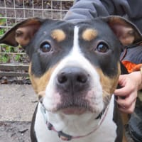 LACEY, chienne à adopter