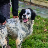 GUSTAVE, chien à adopter