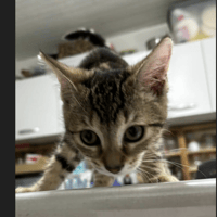 ALY, chatte à adopter