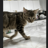 AKUNA, chatte à adopter