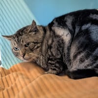 SOCRATE, chat à adopter