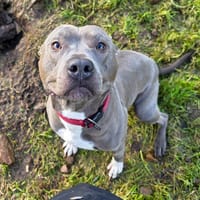 Pasha, chien à adopter