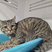 Liana, chatte à adopter