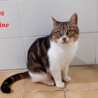 Beguine, chatte à adopter