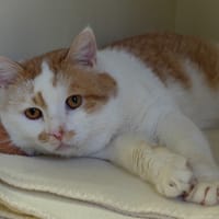 ECLAIR PAB28295, chat à adopter