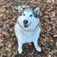 LOUNA, chienne à adopter