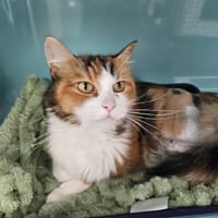 sacha, chatte à adopter