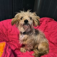 NOISETTE, chienne à adopter