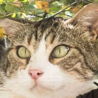 Fiston, chat à adopter
